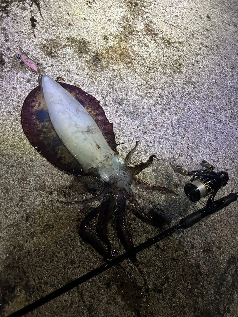 エギ 王12個セット 多色 3.5号