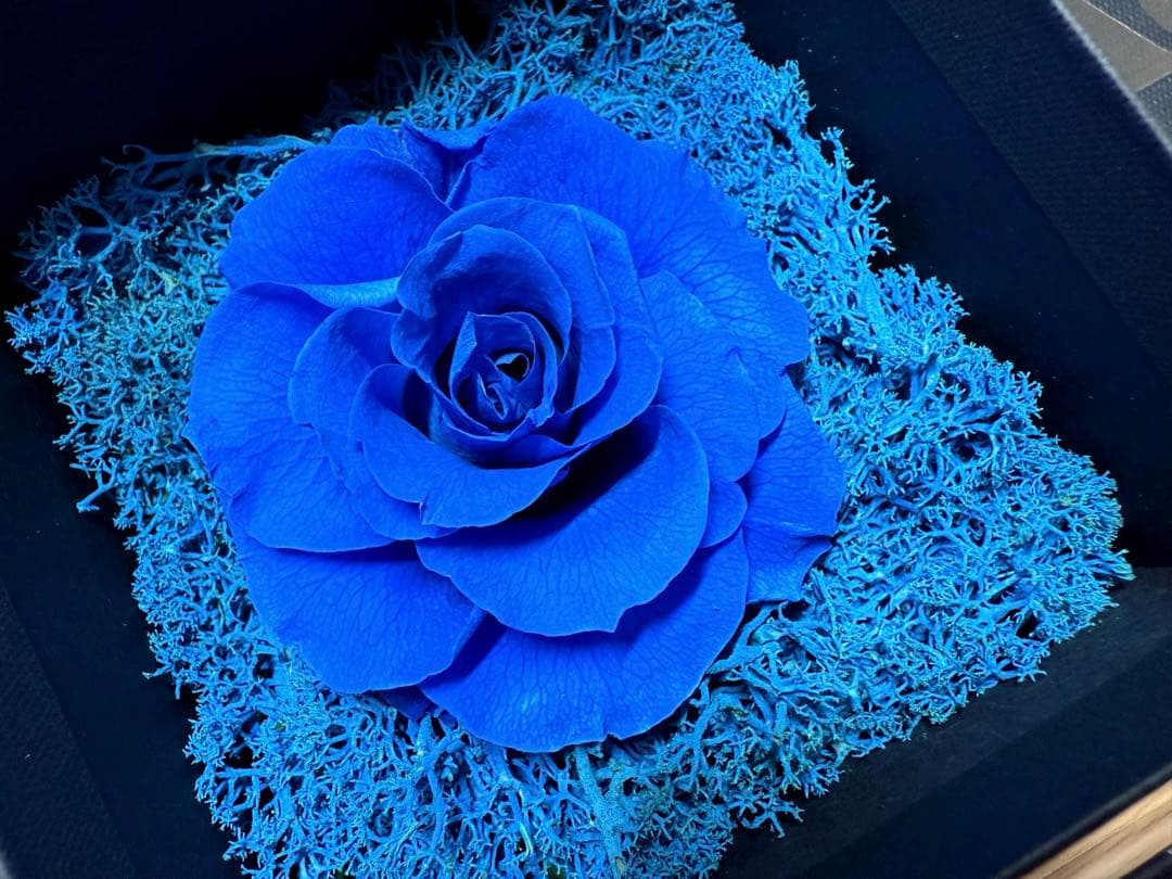 Ado SPECIAL LIVE 2024【心臓】国立競技場 VIP席　特典