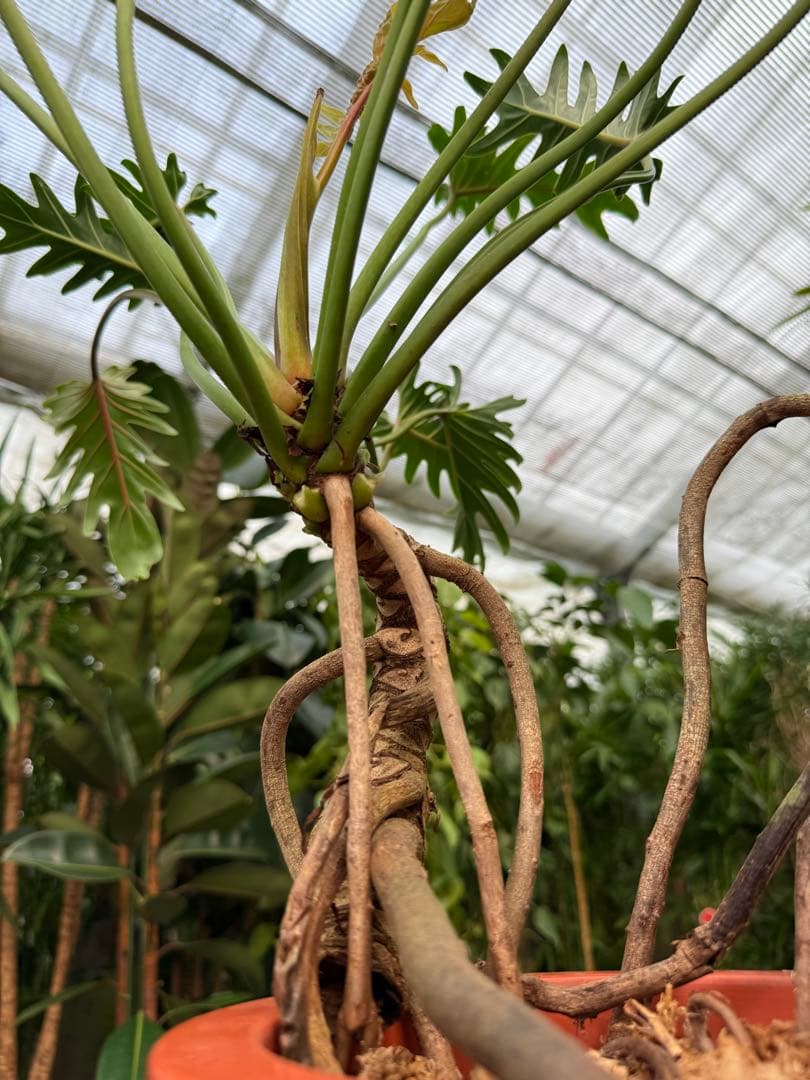 【特大極上苗】フィロデンドロン クッカバラ 幹上がり 根上り 曲がり