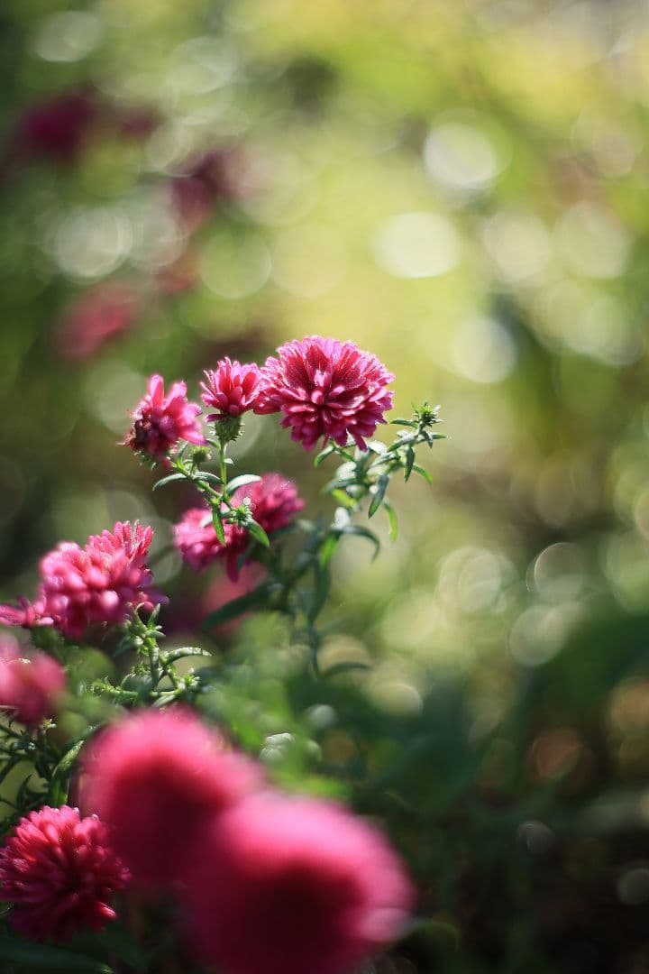 Super-Takumar 55mm F1.8 初期型 S/N：629947