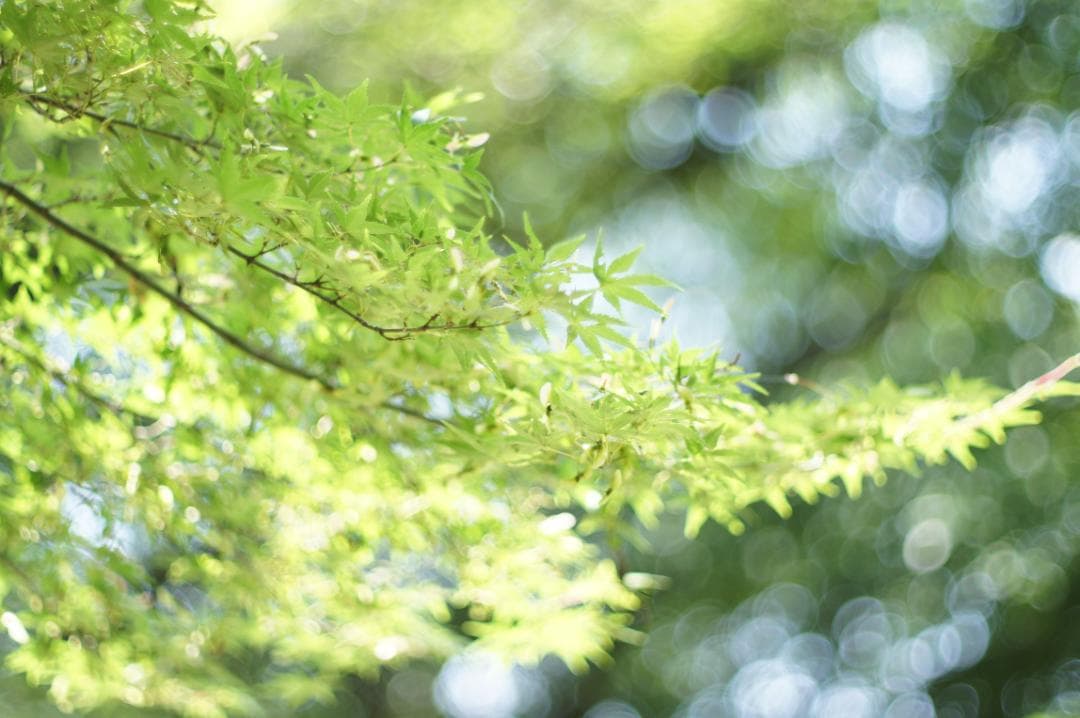 【整備済完動品・明るい単焦点】Super-Takumar 50mm F1.4