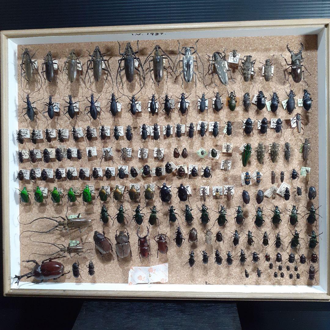 甲虫標本　カミキリムシ、オサムシほか66頭。大型ドイツ標本箱入り