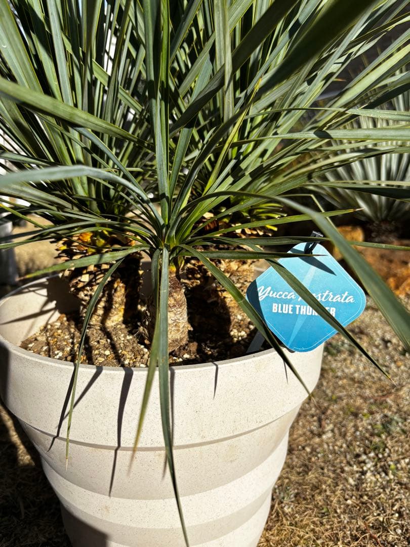 週末限定価格　ユッカロストラータ　ブルーサンダー トリプルヘッド　タグ付