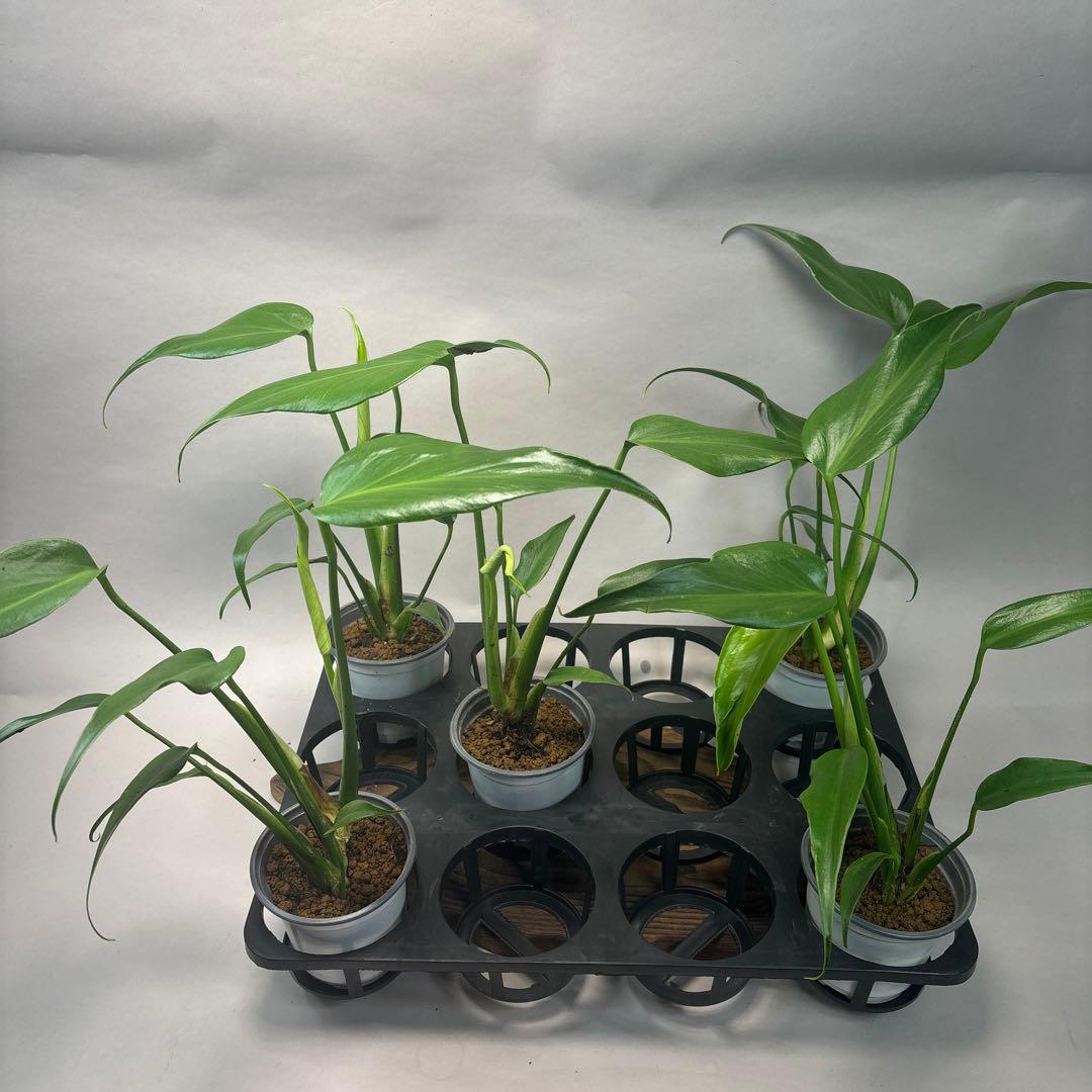 サ*イ様 5株セットms44モンステラ バールマルクスフレーム