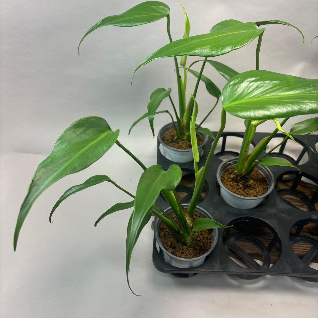 サ*イ様 5株セットms44モンステラ バールマルクスフレーム