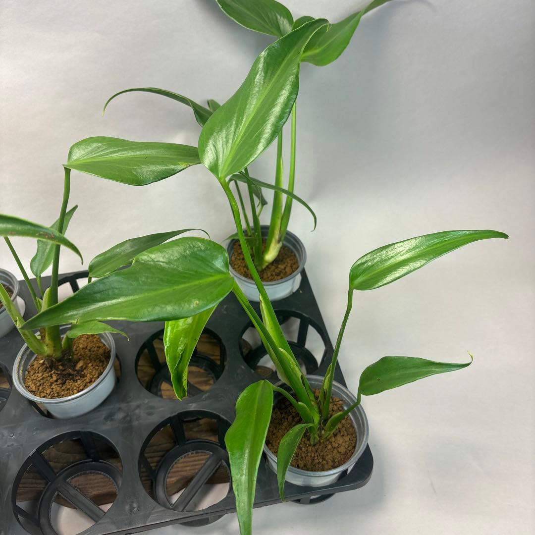 サ*イ様 5株セットms44モンステラ バールマルクスフレーム