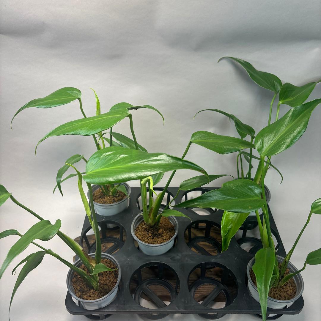 サ*イ様 5株セットms44モンステラ バールマルクスフレーム