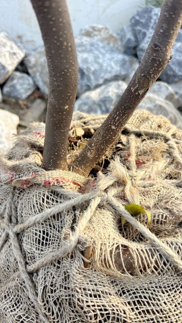 超逸品。山採りハイノキ株立ち2.4M(鉢底から)