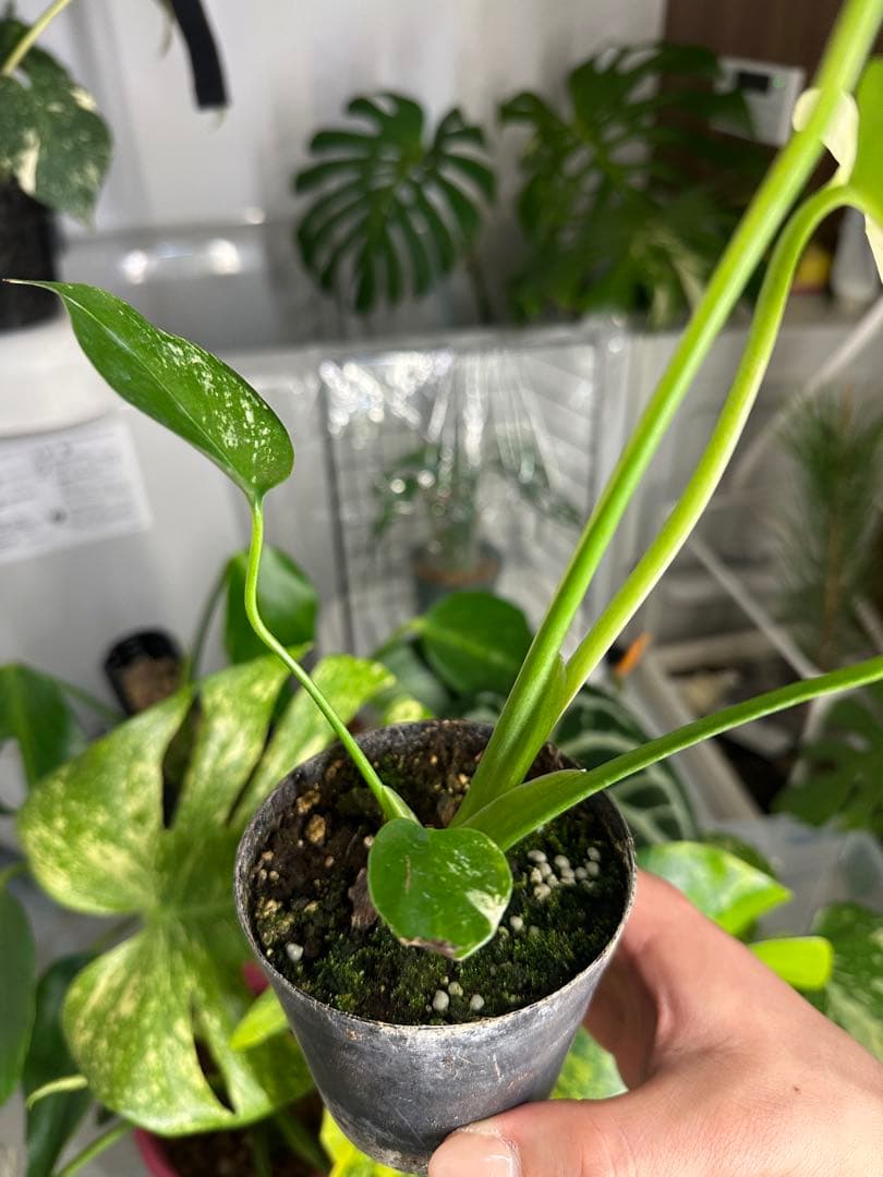 自*間様 モンステラデリシオーサミントトリカラー 輸入株