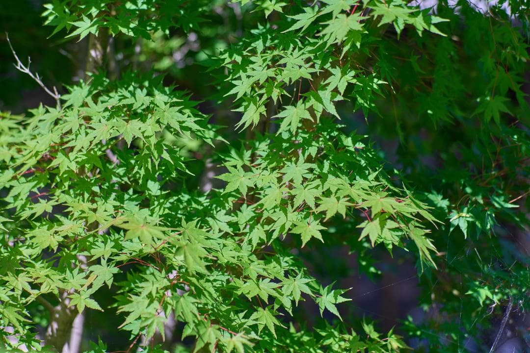 Carl Zeiss Planar 85mm F1.4 MMJ C/Yマウント