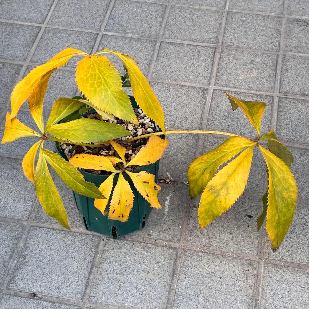 A*️様 ☘️ラスト2☘️開花株❤️沢山新芽元気株3254⭐️極上透明感優しいピ