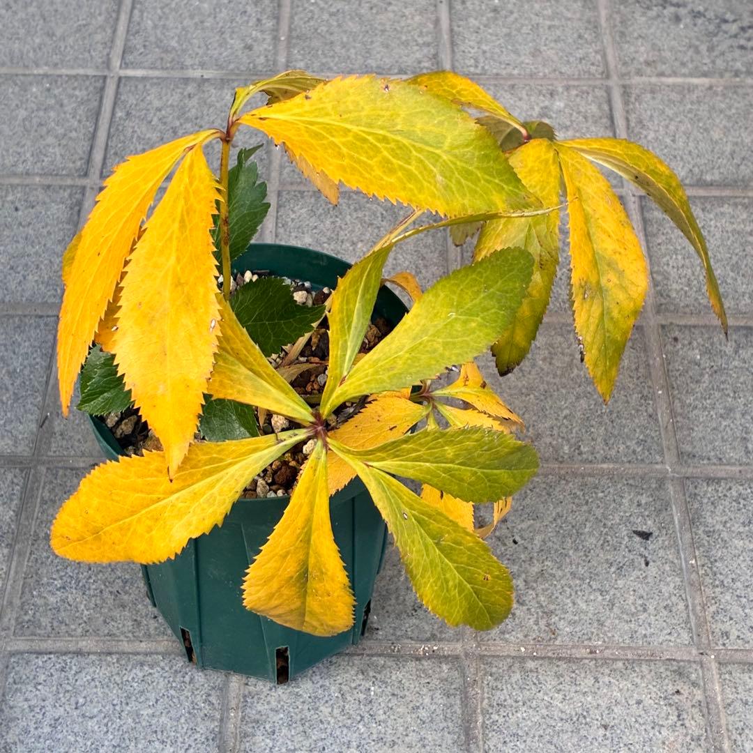 A*️様 ☘️ラスト2☘️開花株❤️沢山新芽元気株3254⭐️極上透明感優しいピ