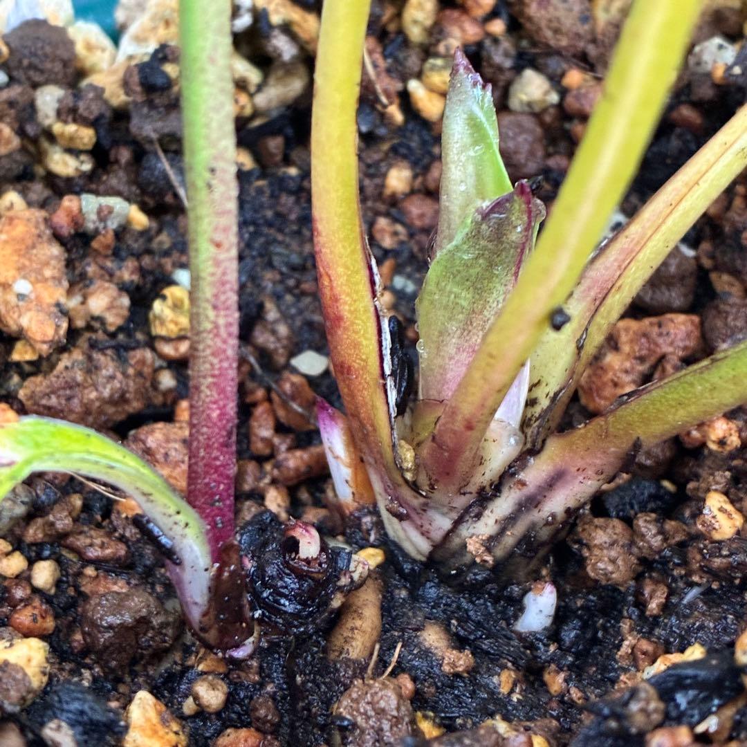 A*️様 ☘️ラスト2☘️開花株❤️沢山新芽元気株3254⭐️極上透明感優しいピ