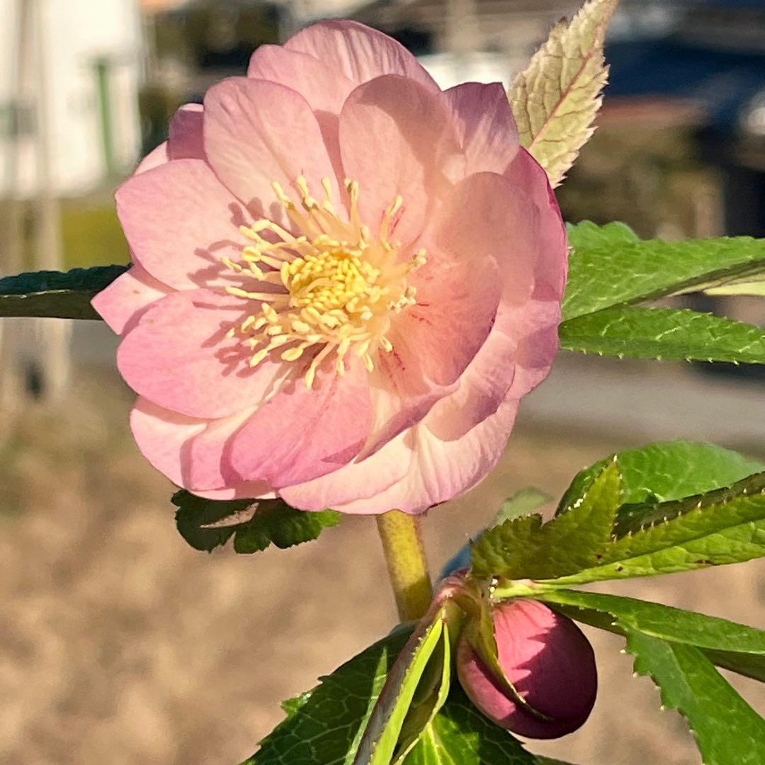 A*️様 ☘️ラスト2☘️開花株❤️沢山新芽元気株3254⭐️極上透明感優しいピ