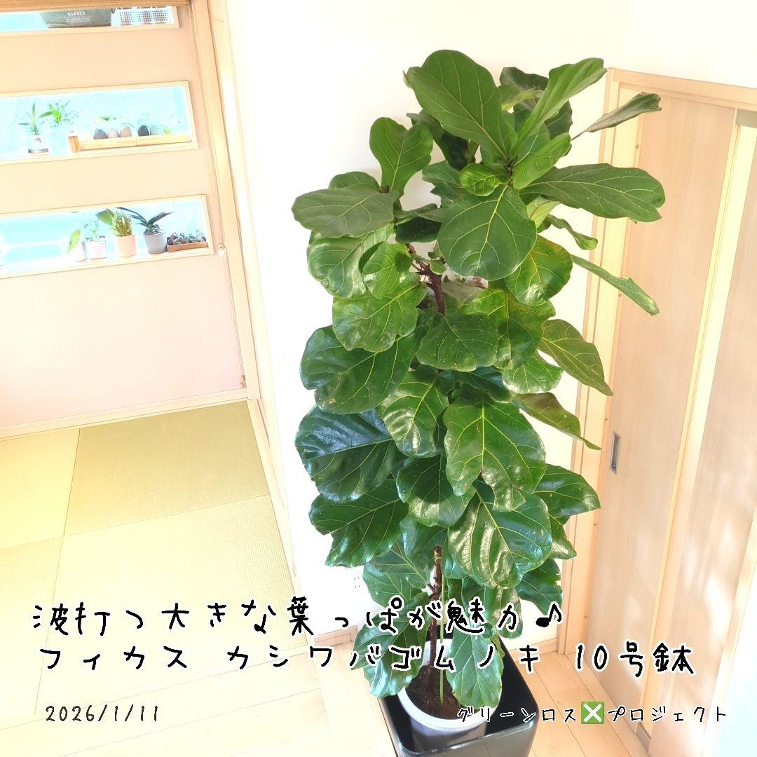 【Jonald ⚠追加有り❗️】フィカスカシワバゴムノキ10号鉢②