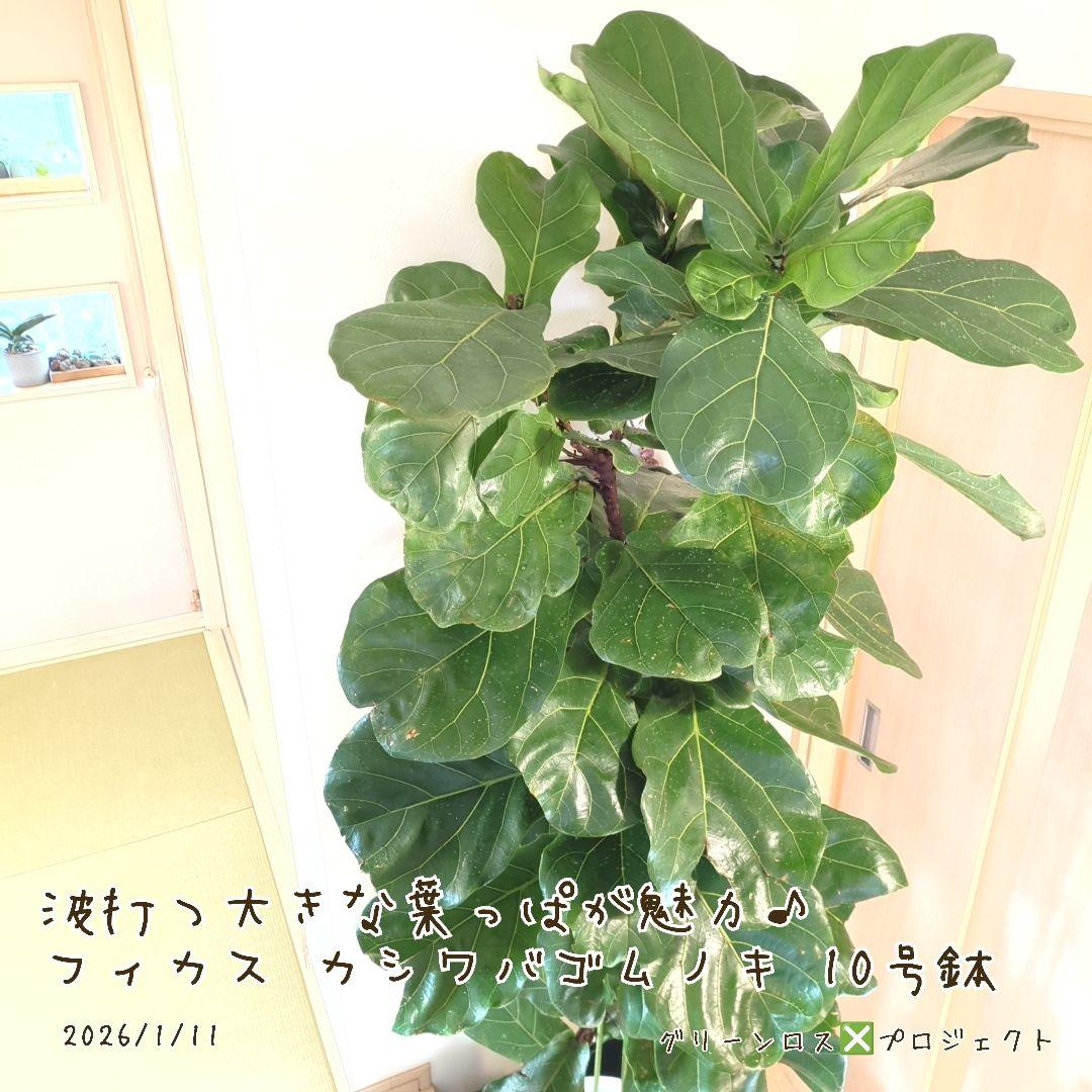 【Jonald ⚠追加有り❗️】フィカスカシワバゴムノキ10号鉢②