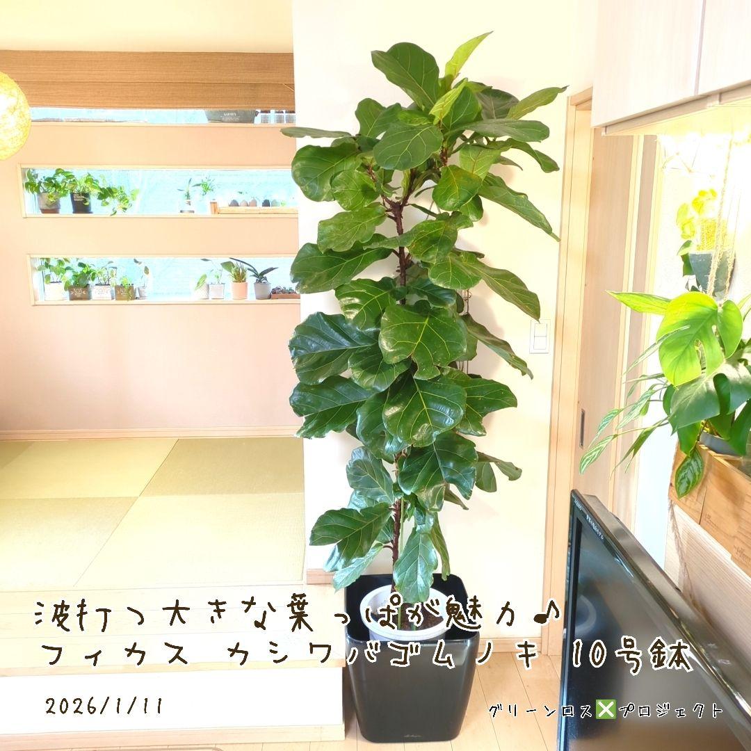 【Jonald ⚠追加有り❗️】フィカスカシワバゴムノキ10号鉢②