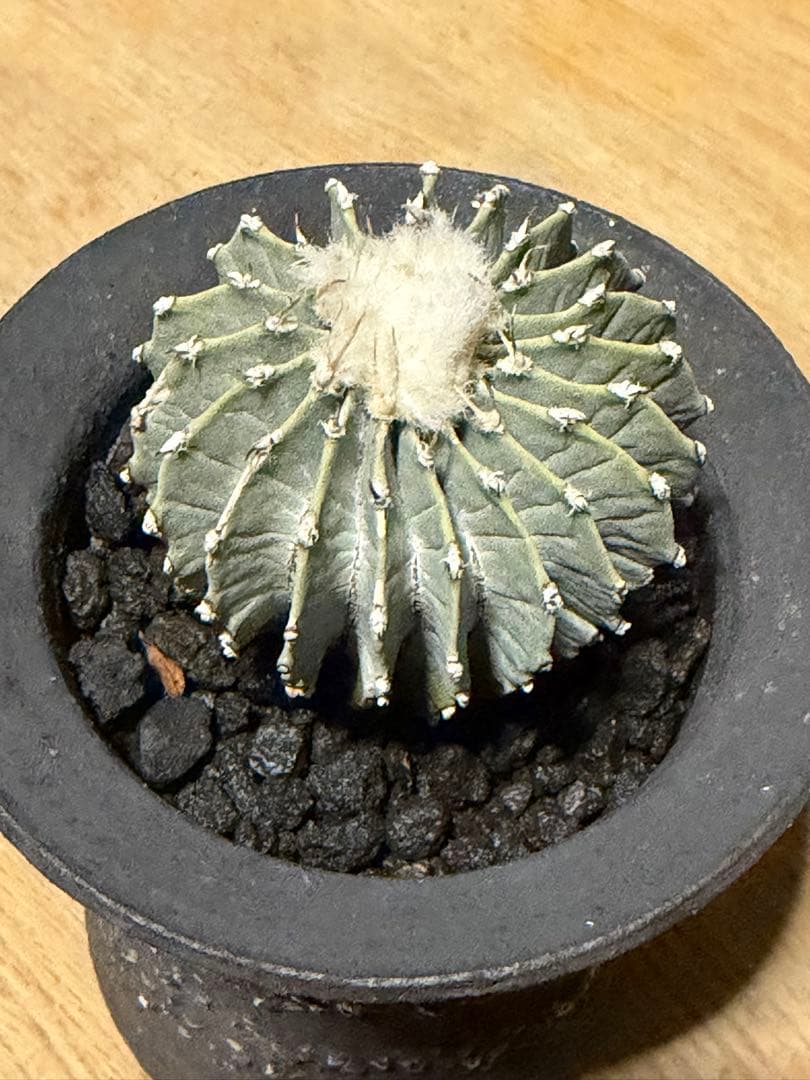 ゲオヒントニア メキシカーナ 実生