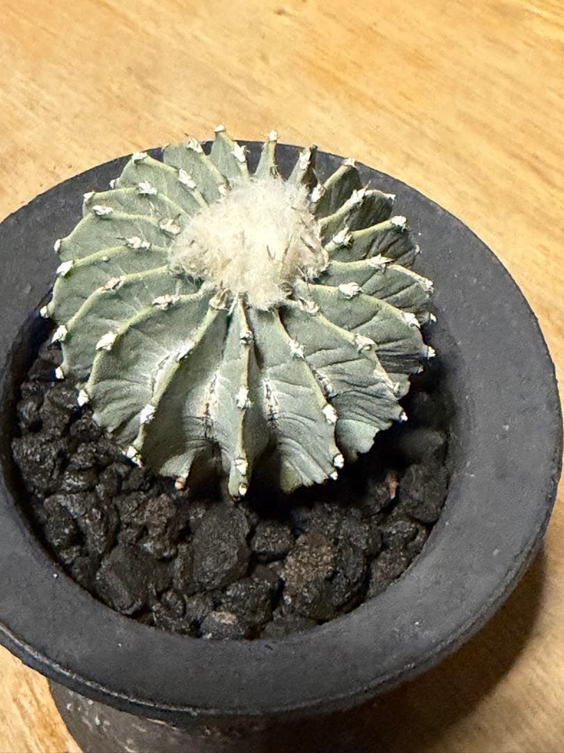 ゲオヒントニア メキシカーナ 実生