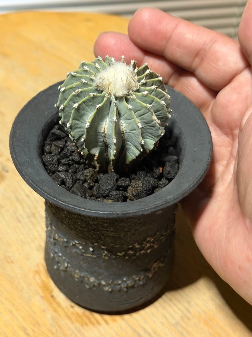 ゲオヒントニア メキシカーナ 実生