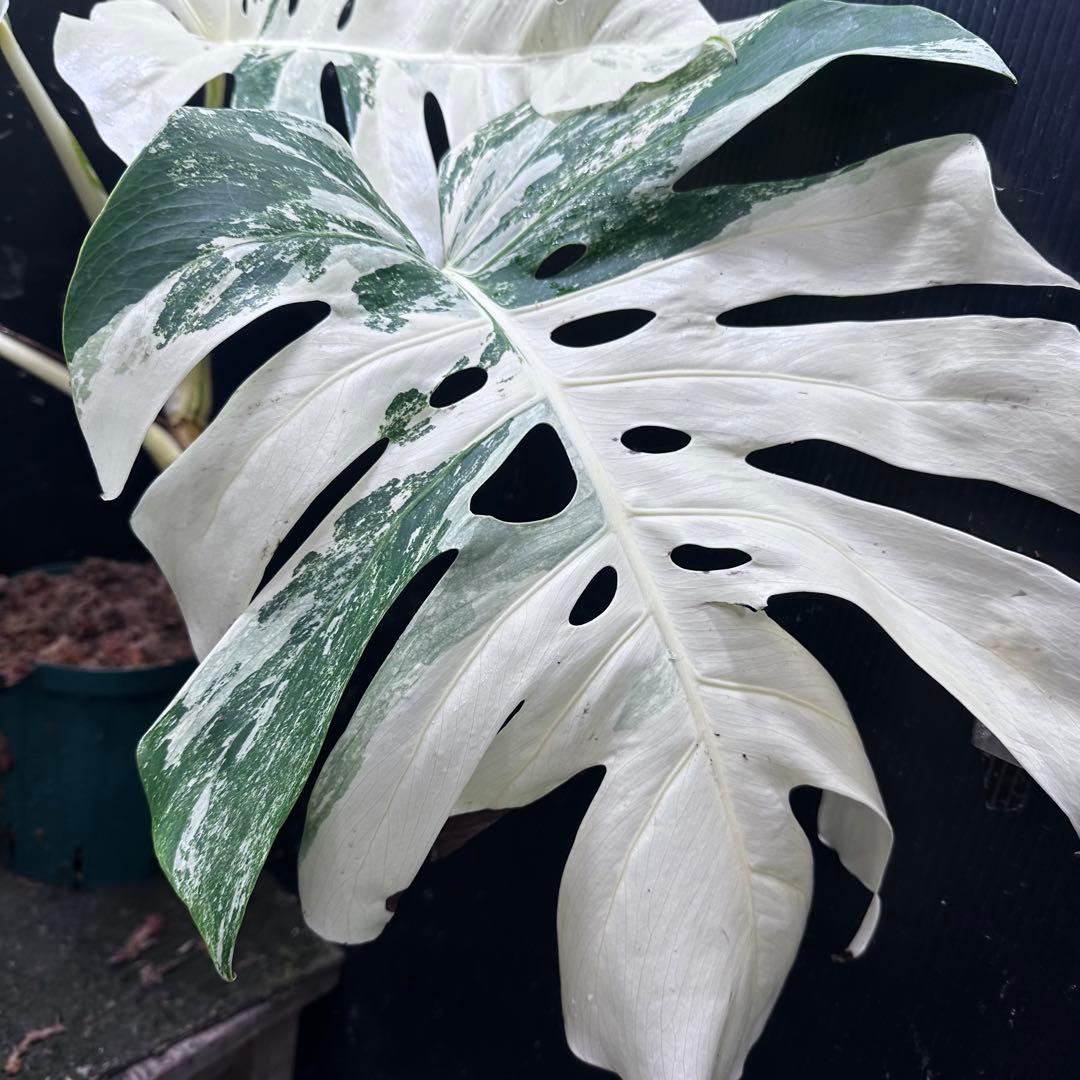 の*ん様 斑入りモンステラ ホワイトタイガー極美大株70cm白斑多