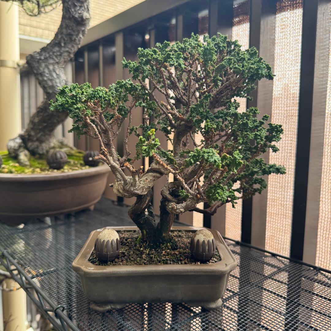 石化檜 石化ヒノキ 盆栽