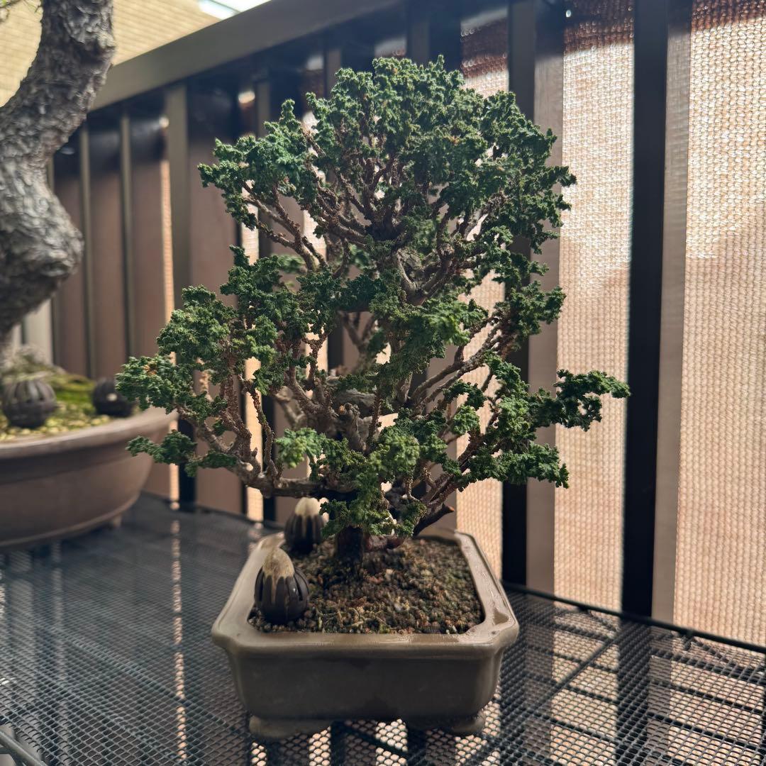 石化檜 石化ヒノキ 盆栽