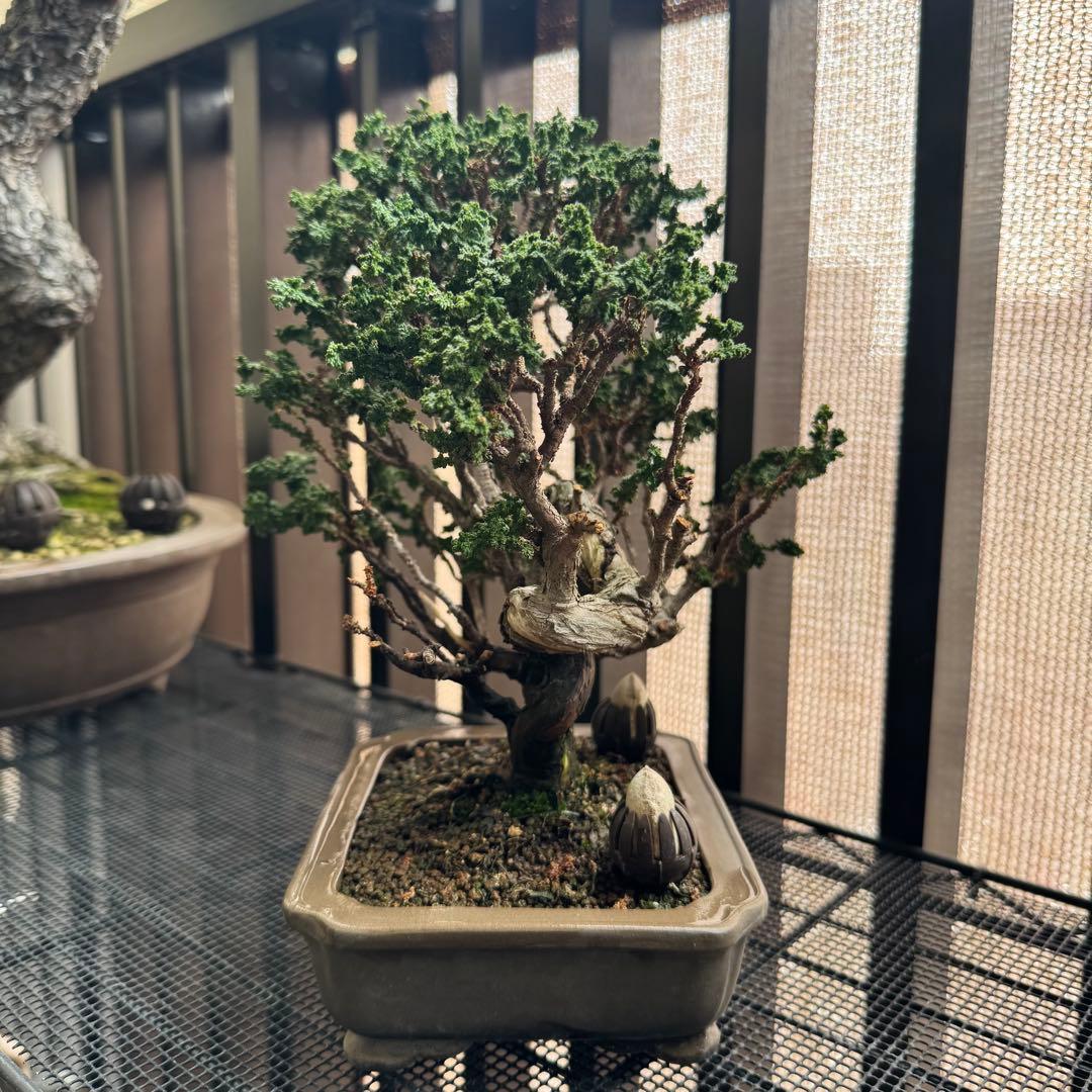 石化檜 石化ヒノキ 盆栽