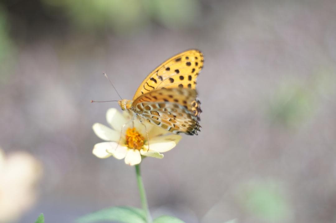 ★希少 PENTAX Super-Takumar 55mm F1.8 初期型