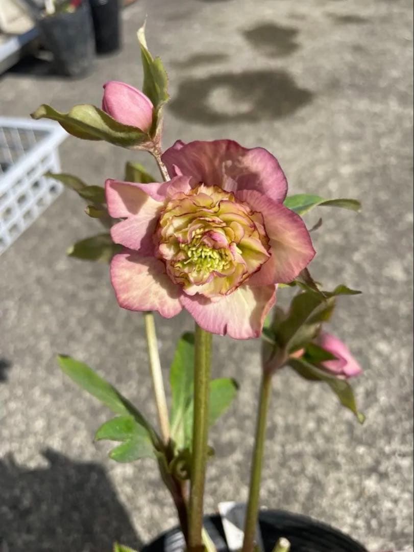 加藤農園 セミダブル 同梱可能