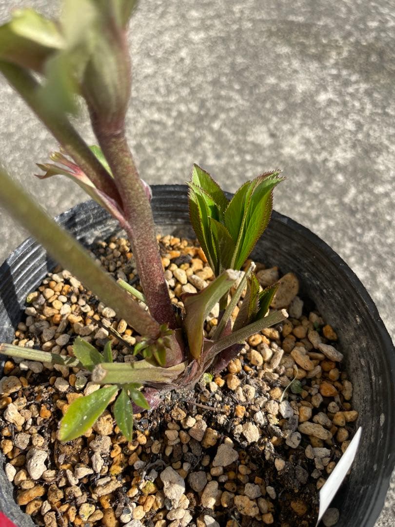 加藤農園 セミダブル 同梱可能