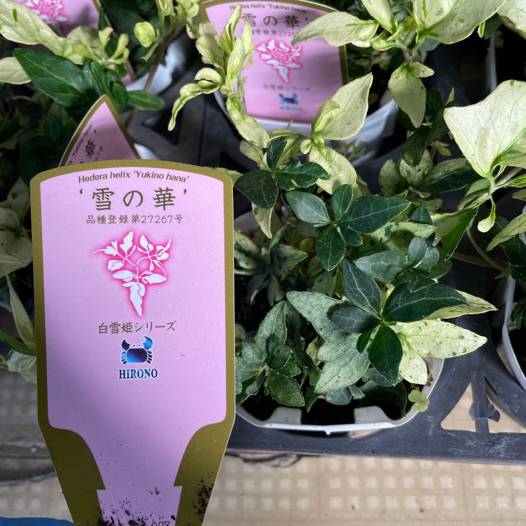 加藤農園 セミダブル 同梱可能