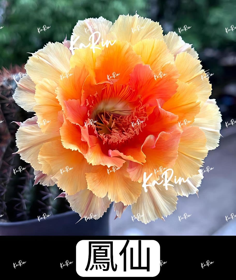 1-保護猫ファミリー商品　花サボテン