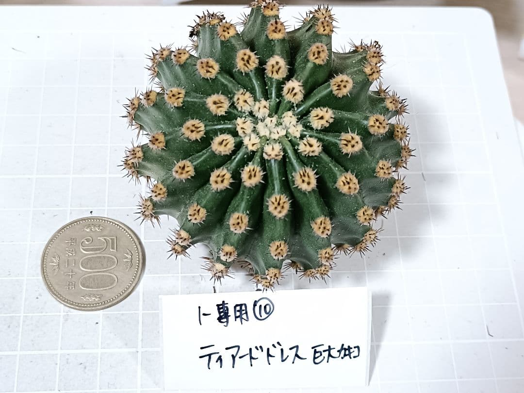 1-保護猫ファミリー商品　花サボテン