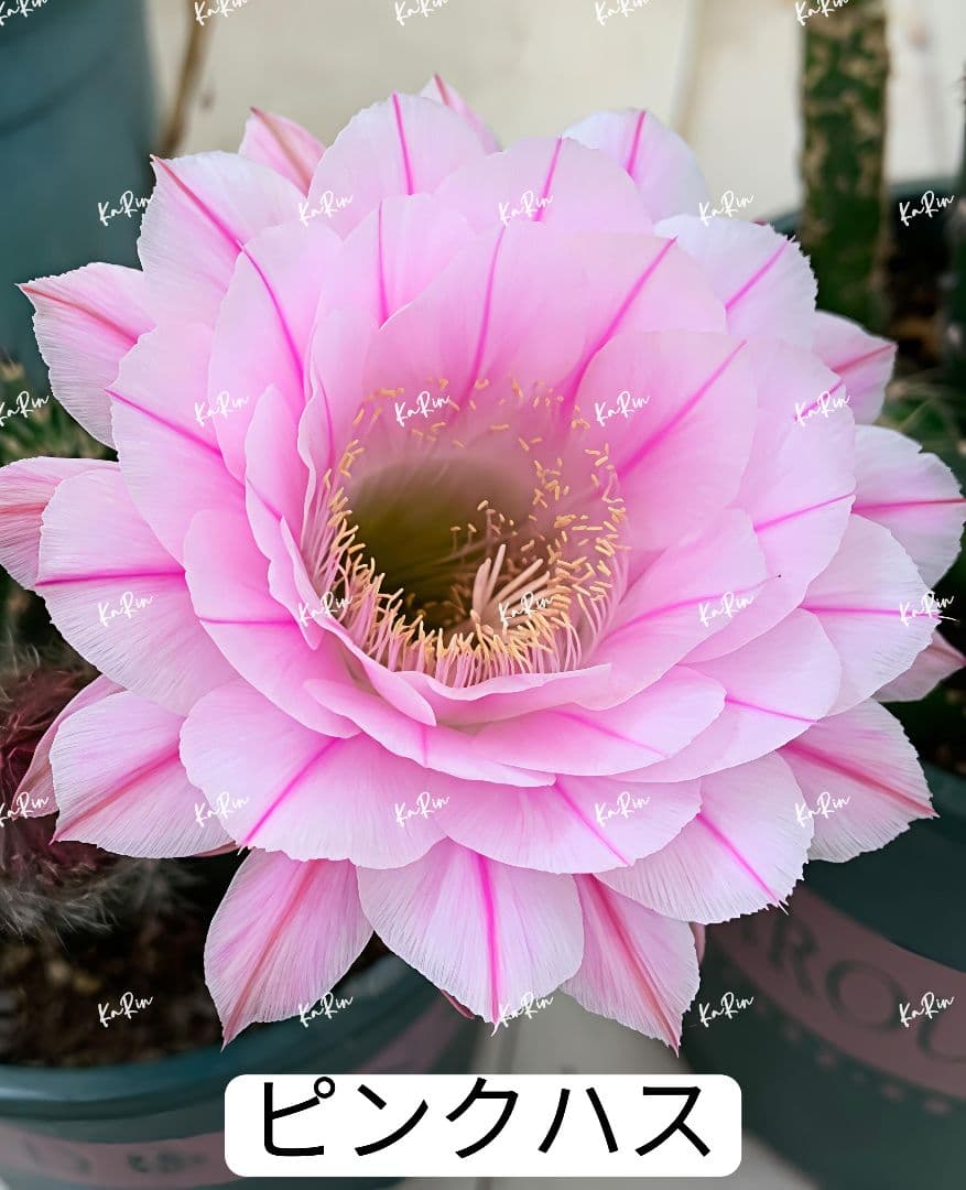 1-保護猫ファミリー商品　花サボテン