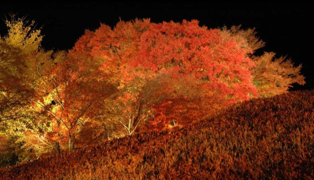 Nrt様　NIKON　D70⚡️1本で広角から望遠まで⚡️初心者⚡️ニコン⚡️