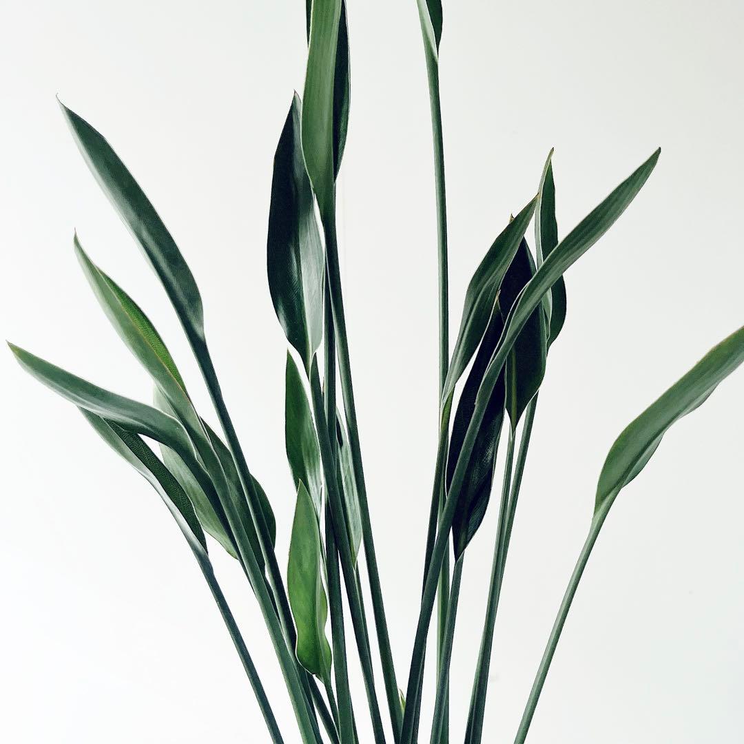 ボリューム2倍‼️2株仕立て ストレリチアノンリーフ 観葉植物 室内