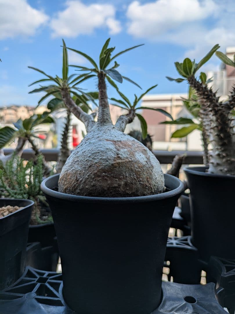 【アズレン】パキポディウム グラキリス 発根済み 塊根植物