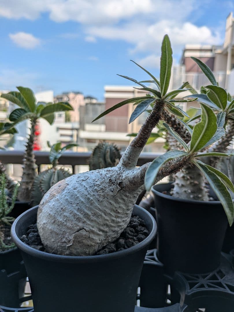 【アズレン】パキポディウム グラキリス 発根済み 塊根植物