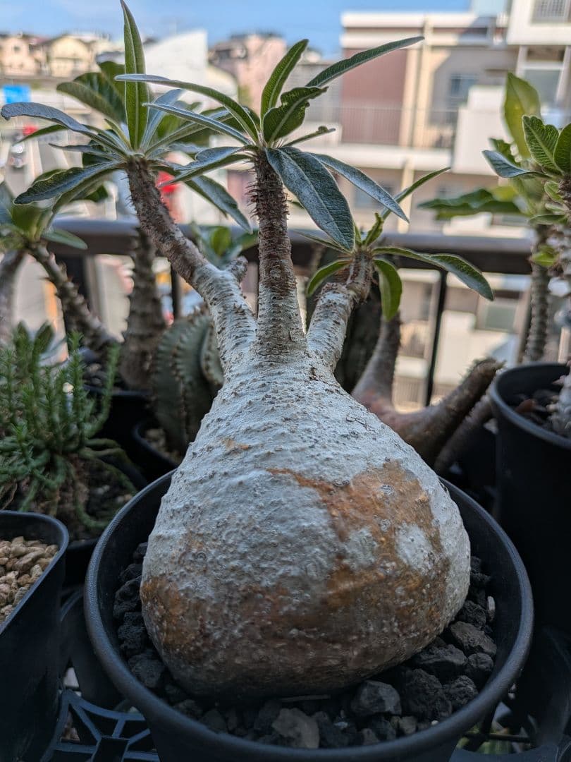 【アズレン】パキポディウム グラキリス 発根済み 塊根植物