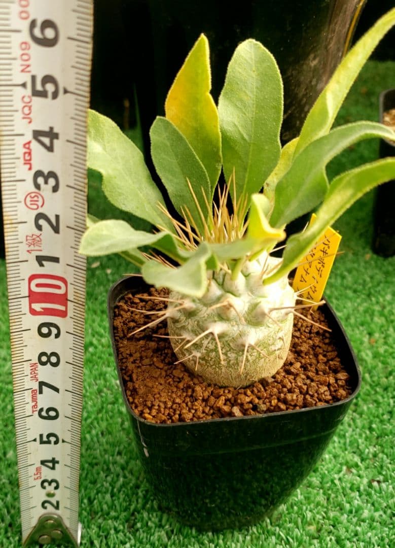 パキポディウム　ナマクアナム　光堂実生