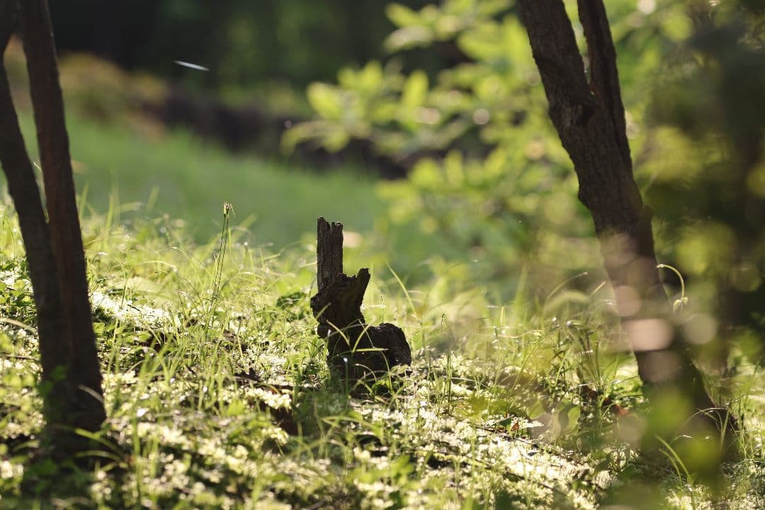 【美品】Canon EF24-105mm f/4L IS USM