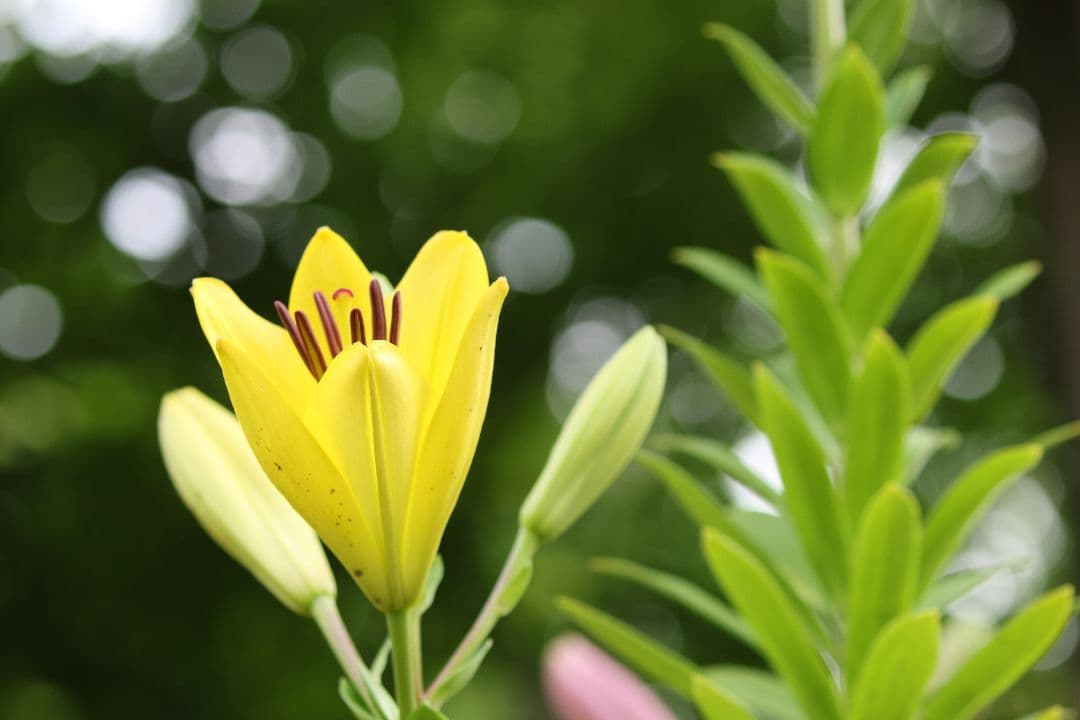 【美品】Canon EF24-105mm f/4L IS USM