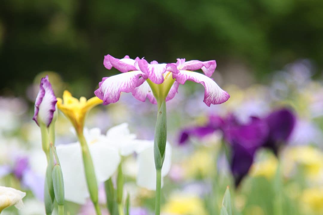 【美品】Canon EF24-105mm f/4L IS USM