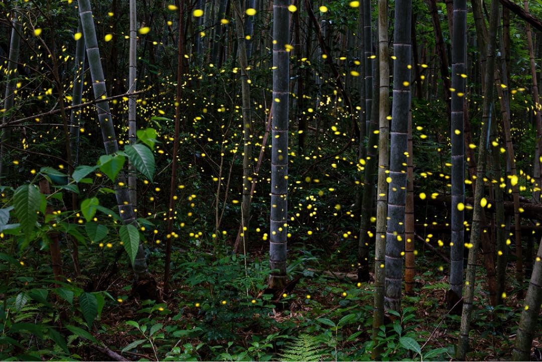 Canon EOS 6D ボディー（フルサイズ）