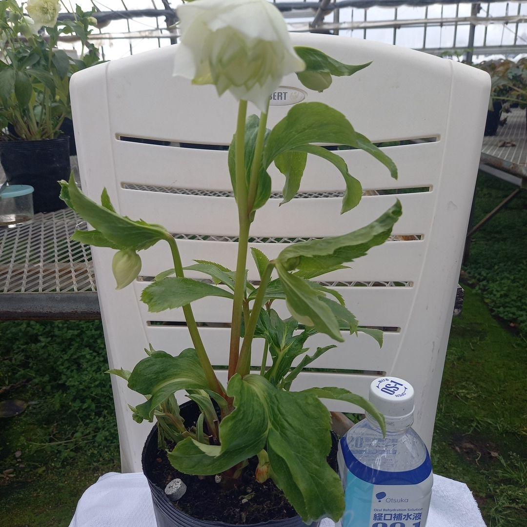 金曜日まで！お買い得！春カラー♪清楚なグリーンリップ♪クリスマスローズ、苗