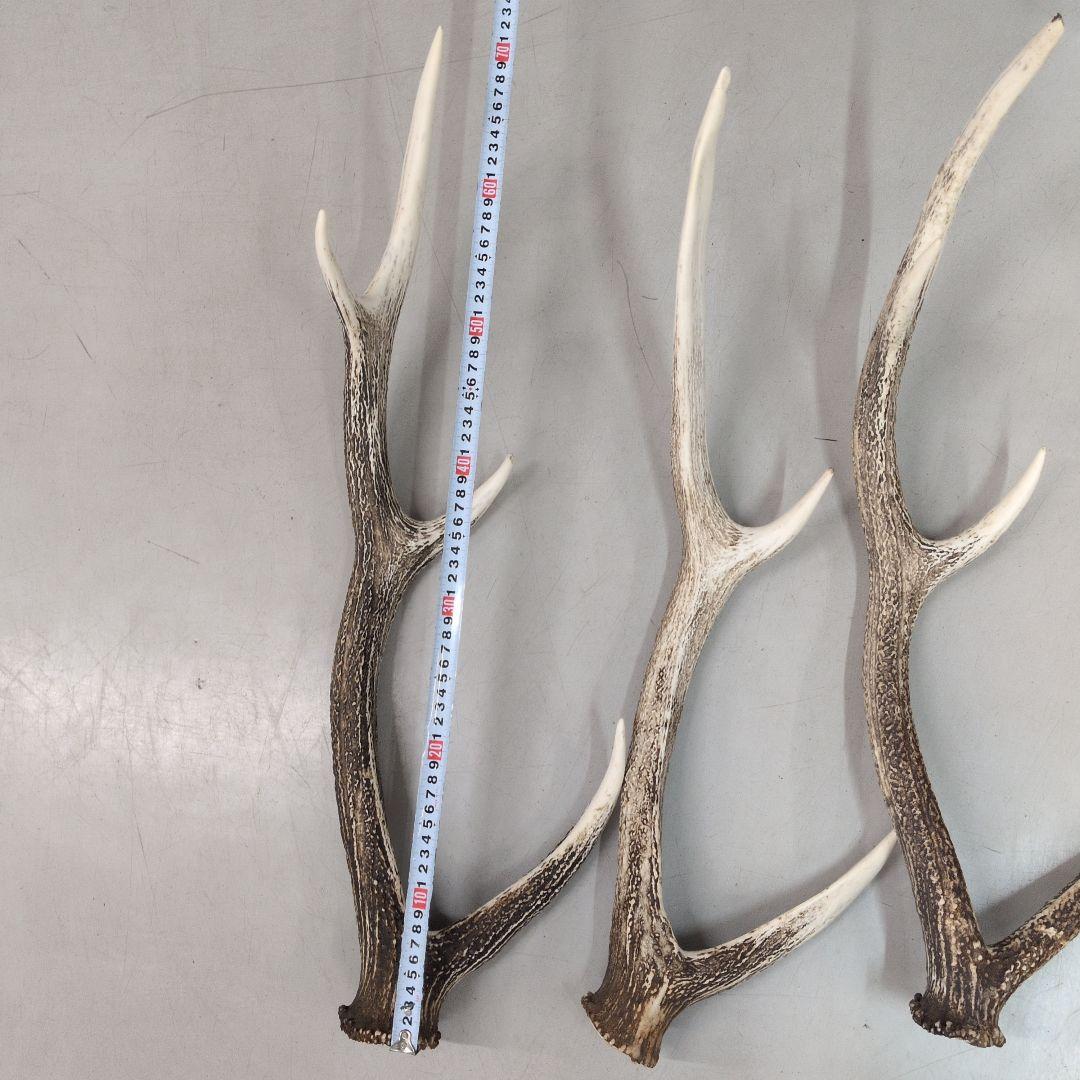エゾシカ　角　今年の物　12本