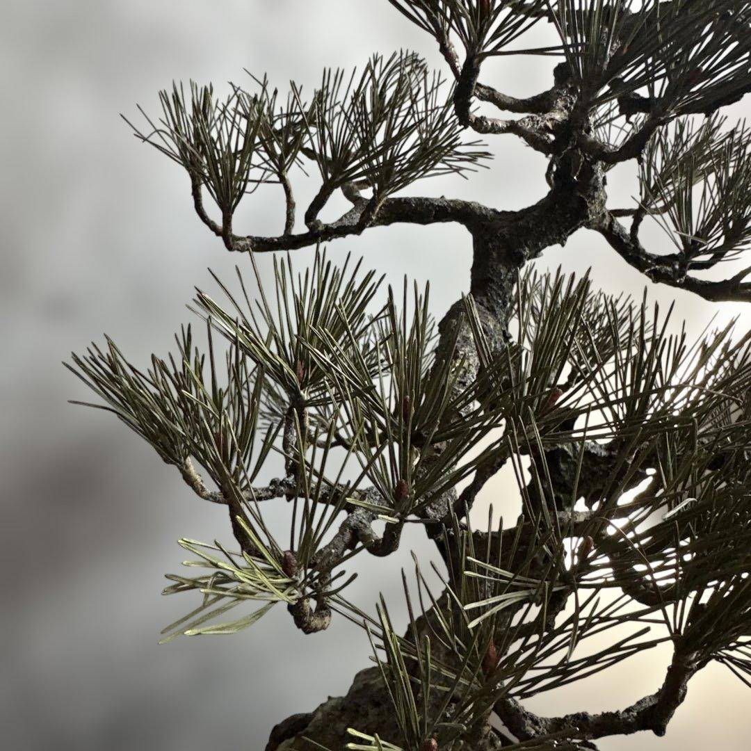 瞬間的お値下げ‼️素敵すぎるフェイク盆栽‼️自然形状の盆栽 四角形鉢