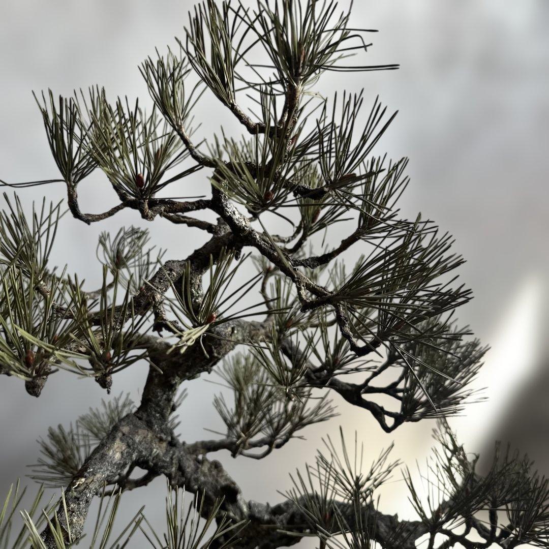 瞬間的お値下げ‼️素敵すぎるフェイク盆栽‼️自然形状の盆栽 四角形鉢