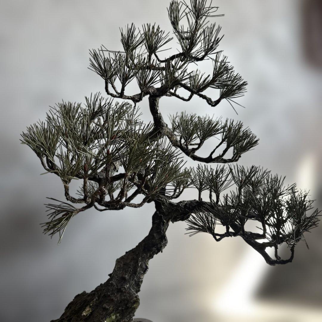 瞬間的お値下げ‼️素敵すぎるフェイク盆栽‼️自然形状の盆栽 四角形鉢